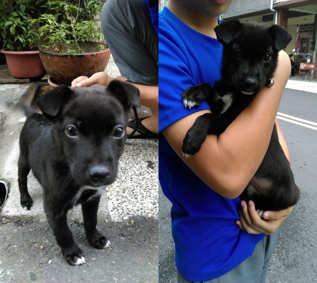 安安身上和腳趾有一點白毛，非常漂亮，個性也很溫和乖巧。