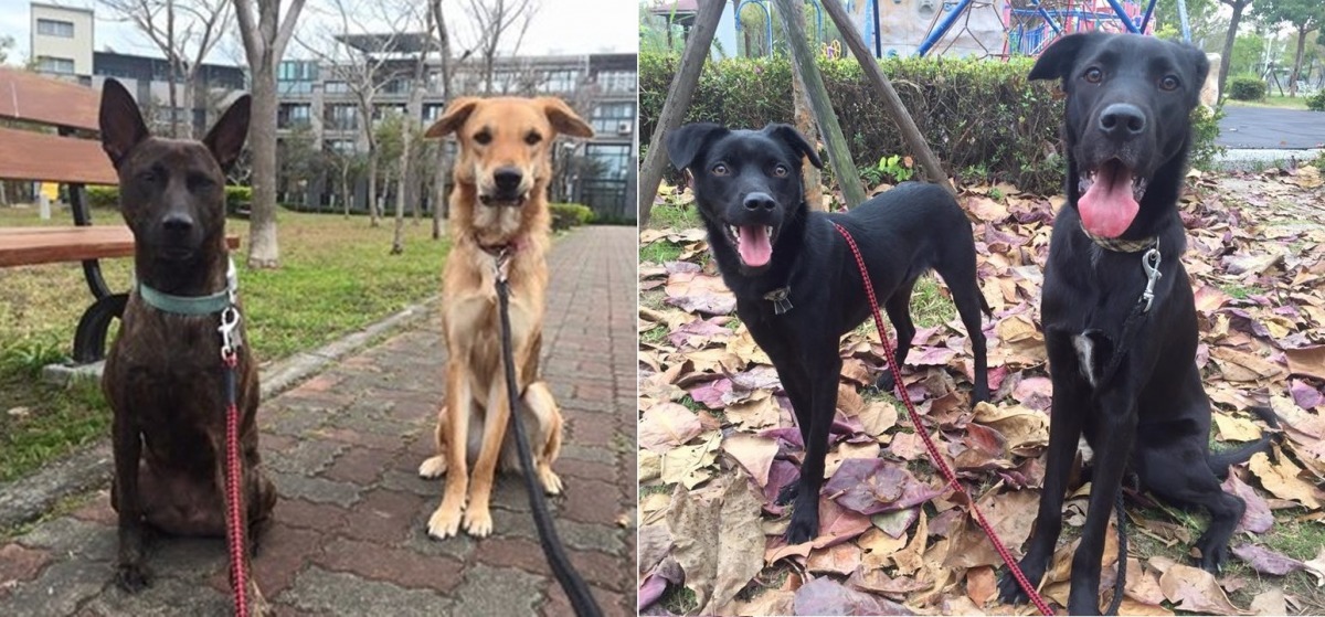 米糕(左一)是王郁雯領養的狗狗，等待領養的貝貝、小胖子、Beauty (由右到左依序)則是暫在王郁雯家中途。