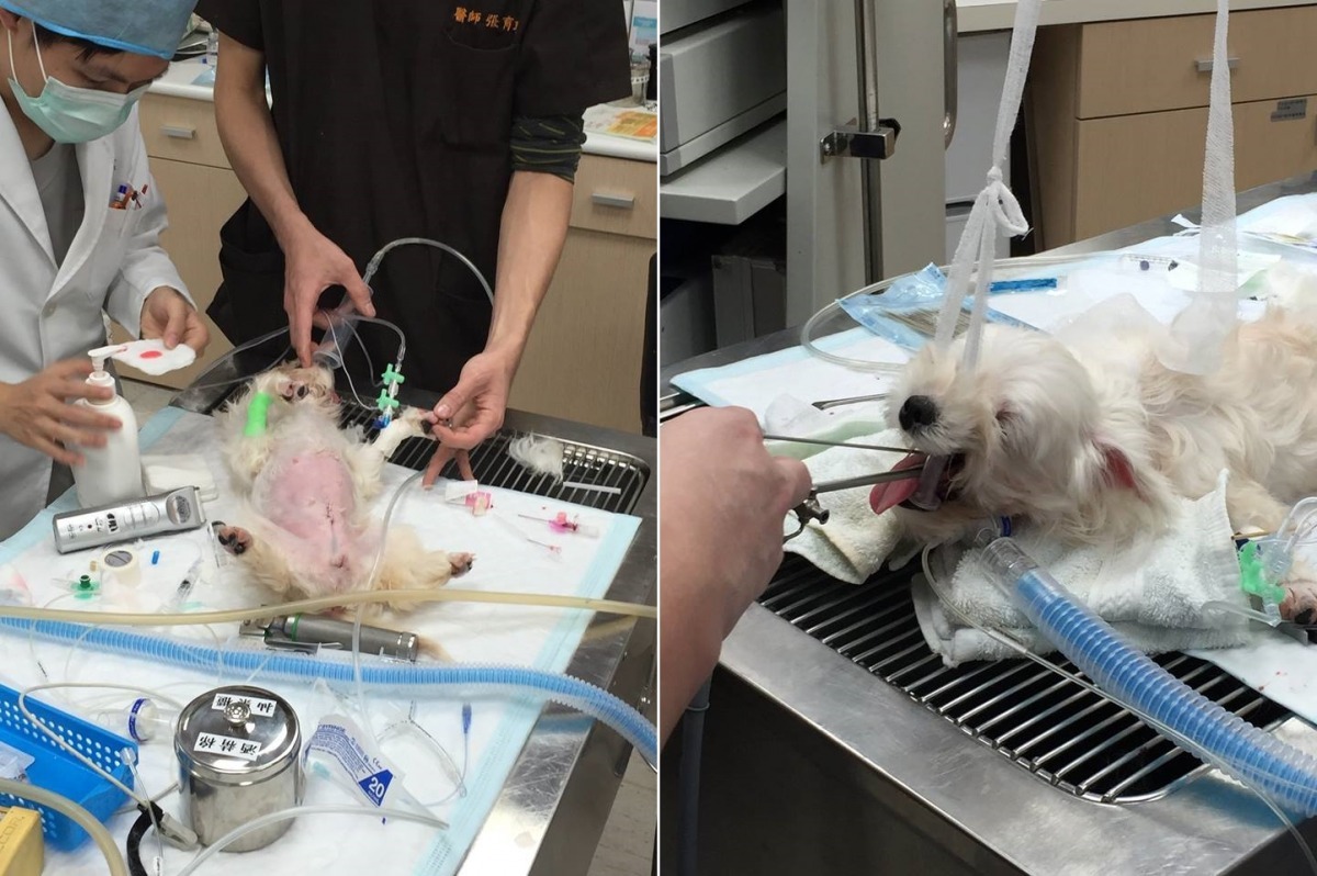 醫生們盡力為狗狗診治。圖右的瑪爾濟斯因割聲帶手術的後遺症和先天性疾病，連呼吸都異常辛苦。　取自TSPCA