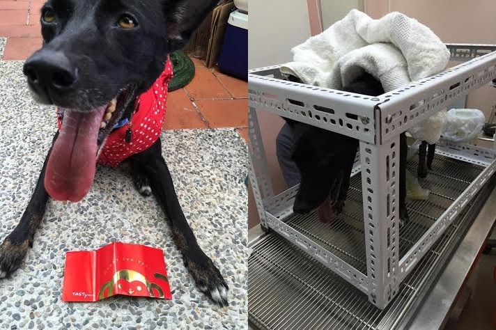 到現在為止，黑黑仍無法完全控制大小便，因此黑黑媽媽每天都要帶著牠到工作室，隔幾小時就要幫牠擠尿一次。圖右為黑黑針灸的樣子。　黑黑媽媽/提供