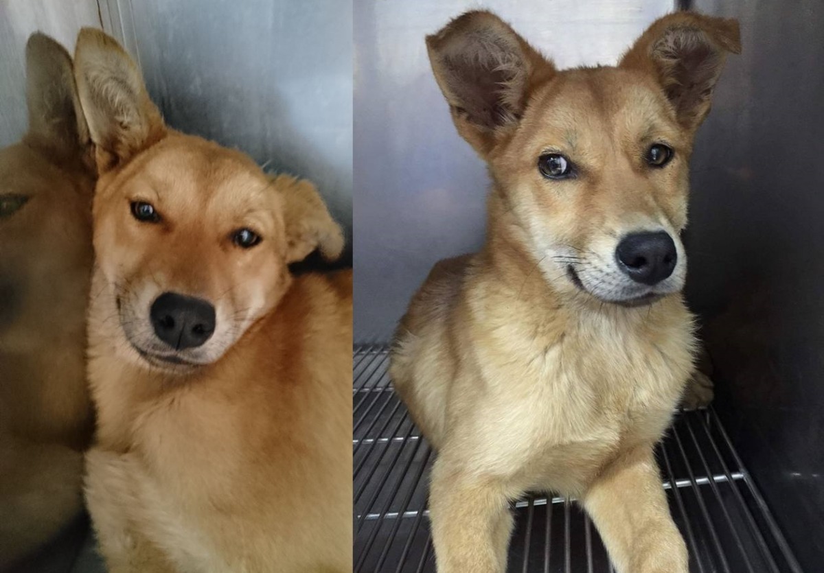 JJ笑咪咪的樣子是不是超可愛呀？　李文玉/提供