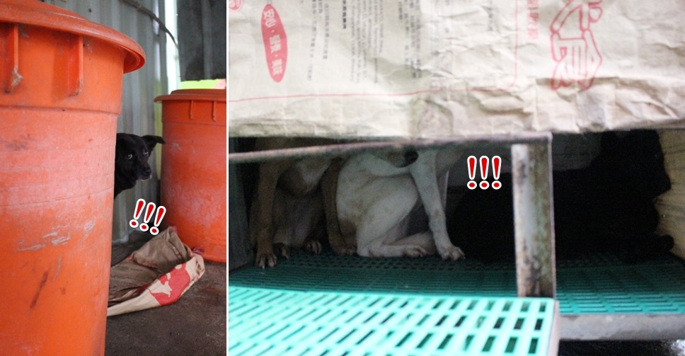 「可惡！被發現了！」設計對白。　黃靖雅/攝