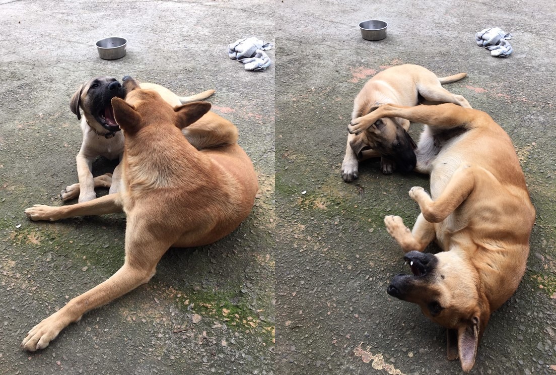 挑釁大姊的嘟嘟被教訓了。　劉小姐/提供