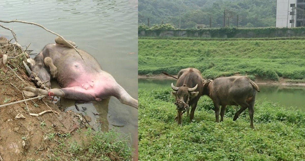 水牛重新站起來後,回到同伴身邊。 新北市動保處/提供