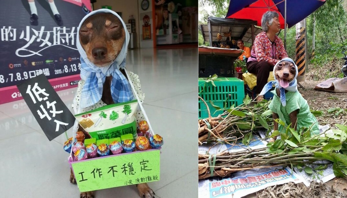 皮媽強調，小皮的造型都只有拍照時穿戴，一次約10分鐘左右，不是真的利用小皮賣東西啦！請各方愛狗人士不要太擔心囉。　　取自「小皮」粉絲團