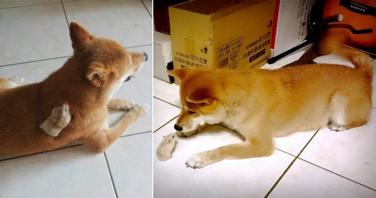犬鼠友好！　陳俊穎/提供