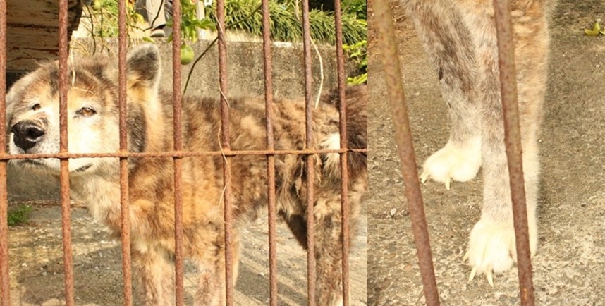 圖為蔡男預備自己終養的老秋田犬。　新竹市動物保護防疫所/提供