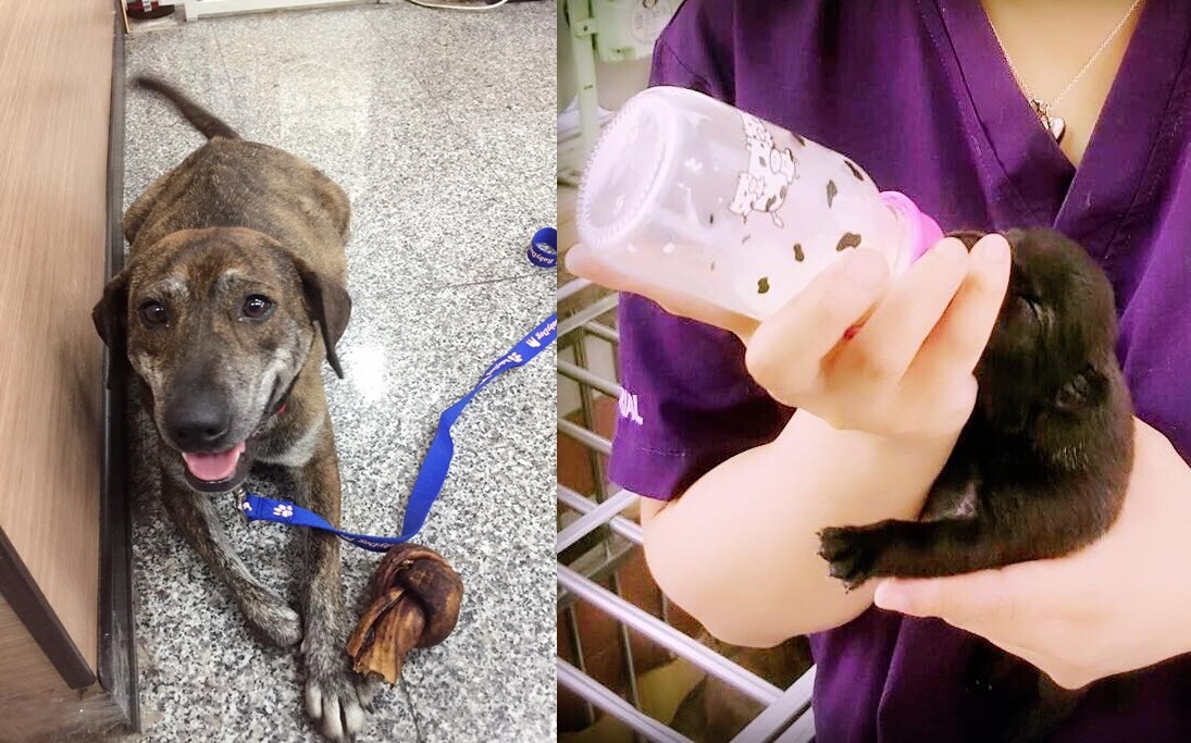 目前狗房還在布置中。如有二手狗床墊、小沙發、狗玩具可和臺東縣關懷生命協會聯絡。　取自臺東縣關懷生命協會