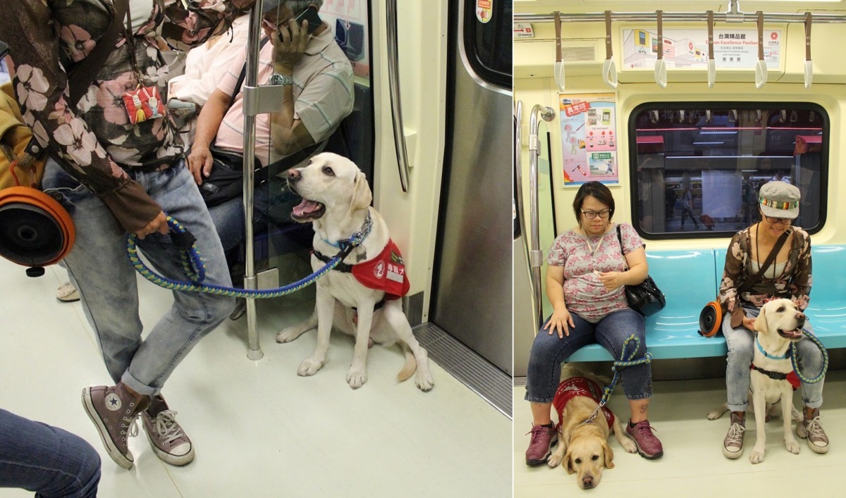 導盲幼犬在寄養家庭時就需學會在搭乘大眾交通工具時,自動倒退到座位底下,遇到沒有座位時,要找到角落靠邊站好。Koby:「我要保護好自己的尾巴!」 黃靖雅/攝