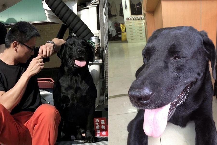 阿忠憨厚討喜，擁有大批粉絲。阿忠身上的寵登晶片打的是隊員陳柏凱的資料，粉絲專頁由隊員陳柏凱和蔡姓學弟一同經營。　取自/興國黑拉拉粉絲團