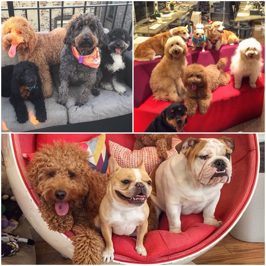 「讓我來為你們介紹我的朋友們！」　取自samsonthedood