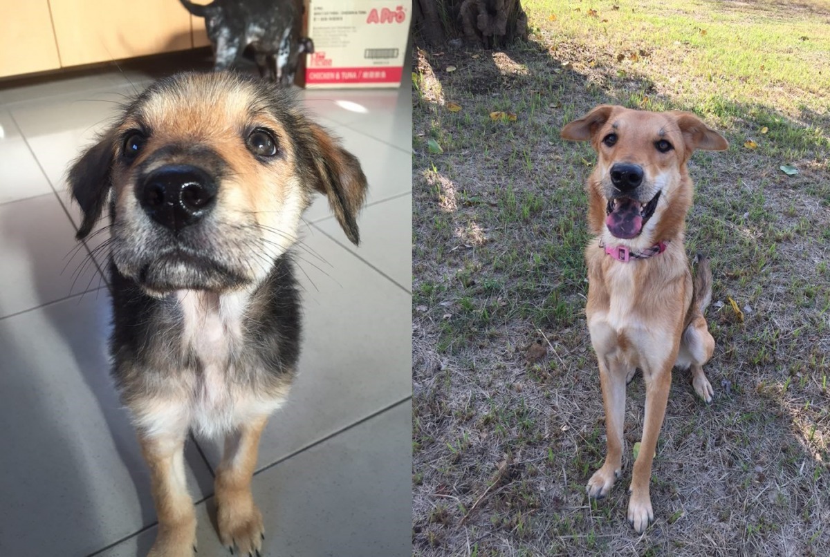 Beauty小時候(左)和長大後的樣子差好多！米克斯果然是驚喜包！　王郁雯/提供