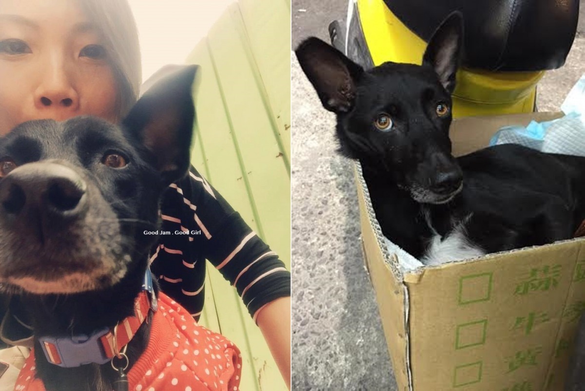 黑黑的人緣很好，自從帶著黑黑到工作室上班後，經常會有關心黑黑的人來探望牠，把黑黑媽媽的工作室變成粉絲見面會。　黑黑媽媽/提供