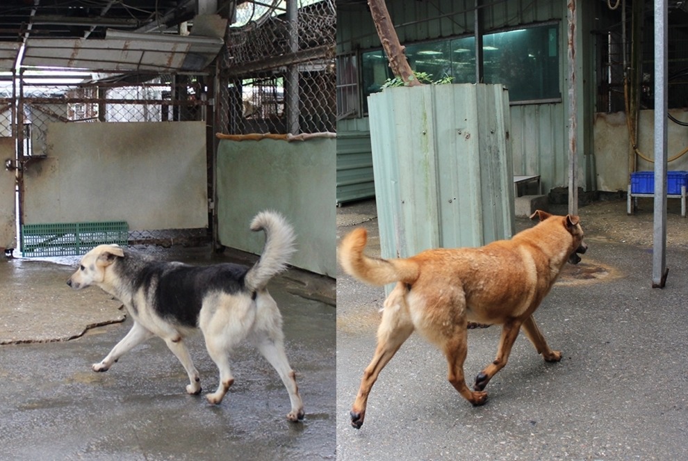 「緊走！」設計對白。　黃靖雅/攝