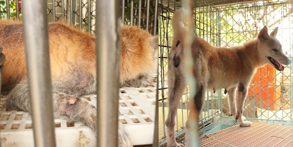 部分犬隻的皮膚病急需醫療。　新竹市動物保護防疫所/提供
