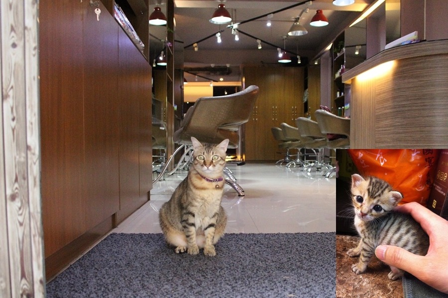 三年來小帕瑪(右)長大了不少，現在店門口的墊子是牠最愛待的地方之一。　黃靖雅/攝、Peggy/提供