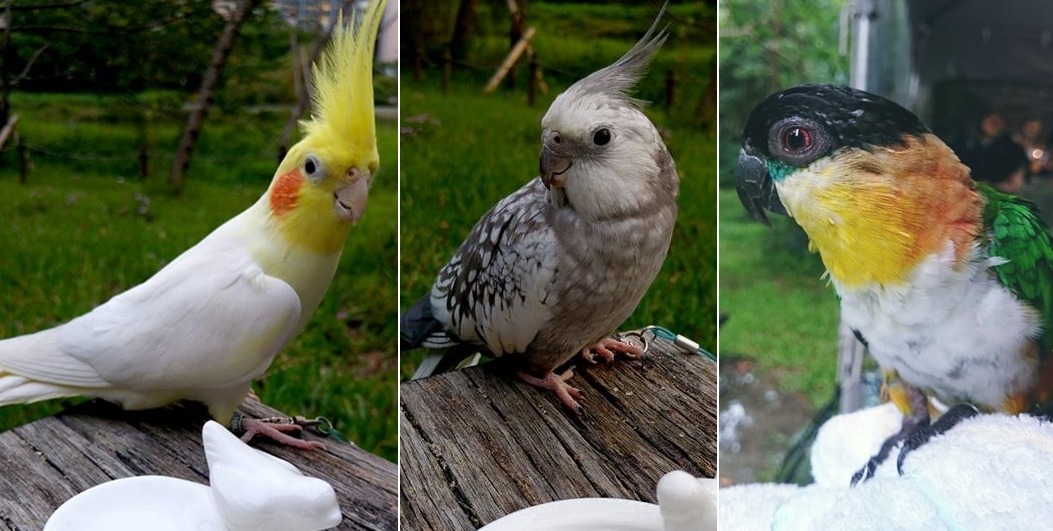 由左至右為奶糖、奶茶、奶綠。 取自Hey 鳥朋友-EcoEco生態工作室