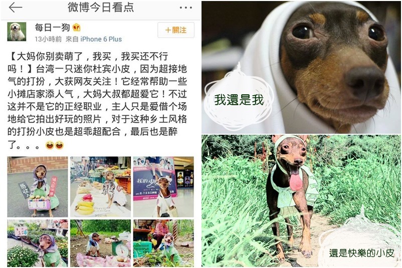 小皮的粉專從7月設立到現在不過兩個月，面臨爆紅，連在對岸都開始有了討論度，皮媽用小皮的兩張照片表明心境：我還是我，還是快樂的小皮。　取自「小皮」粉絲團