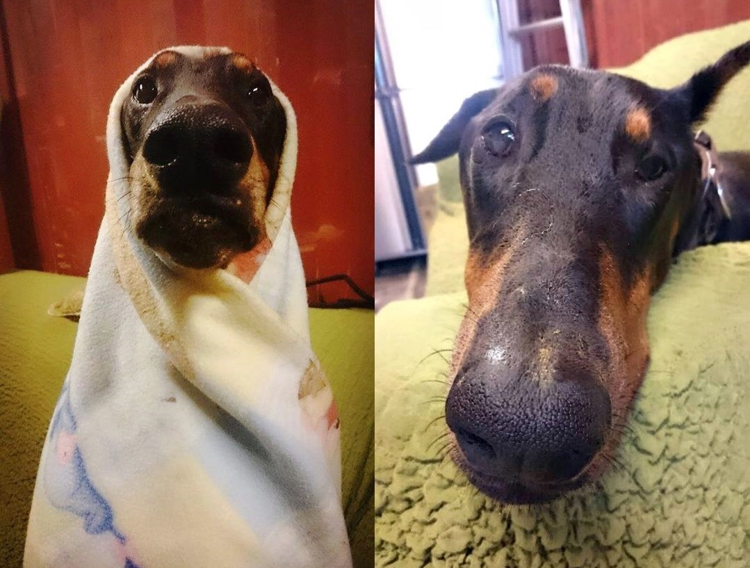 Kano經過耐心教導後，變成親人的乖狗狗。　Arnold/提供