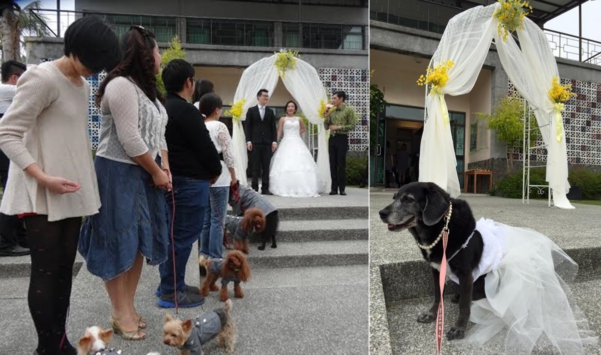 狗花童們的裝扮也不馬虎，每隻都超可愛！　棠棠媽/提供，　江侖瑾/提供