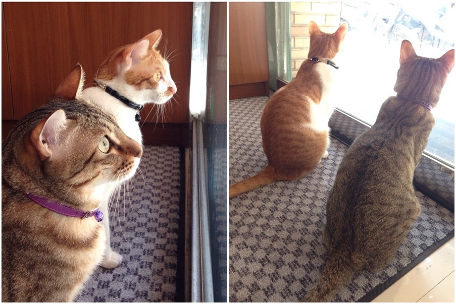 你們看得這麼認真，外面到底有什麼呢？　Peggy/提供