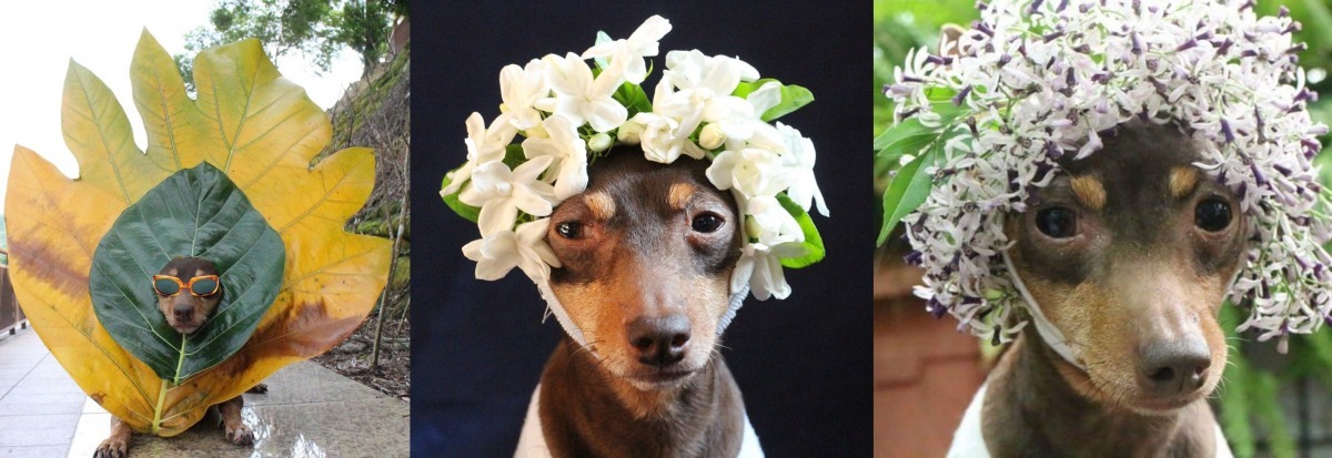 皮媽熱愛植物，還在網路上加入「瘋植物學院」社團，也常用花花草草幫小皮做頭飾。　取自「小皮」粉絲團