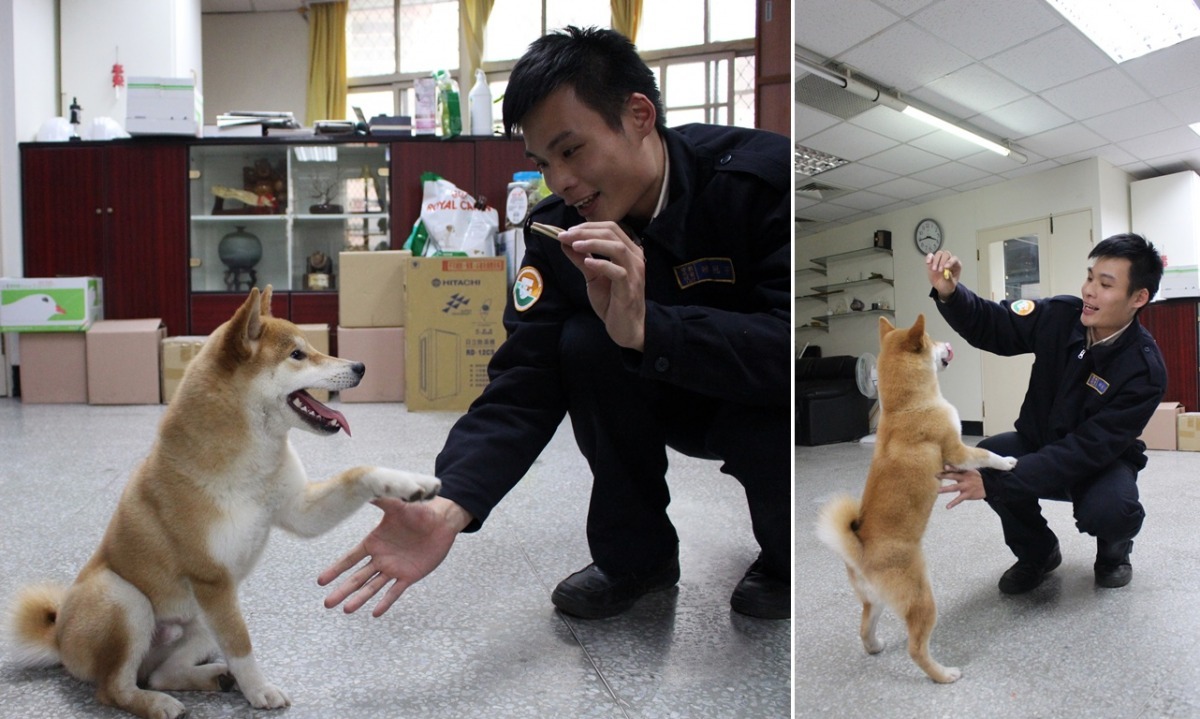 除了職工阿姨,警衛哥哥也很愛跟牠玩,還趁機教會了牠不少如坐下、握手、趴下等可愛的特技。 黃靖雅/攝
