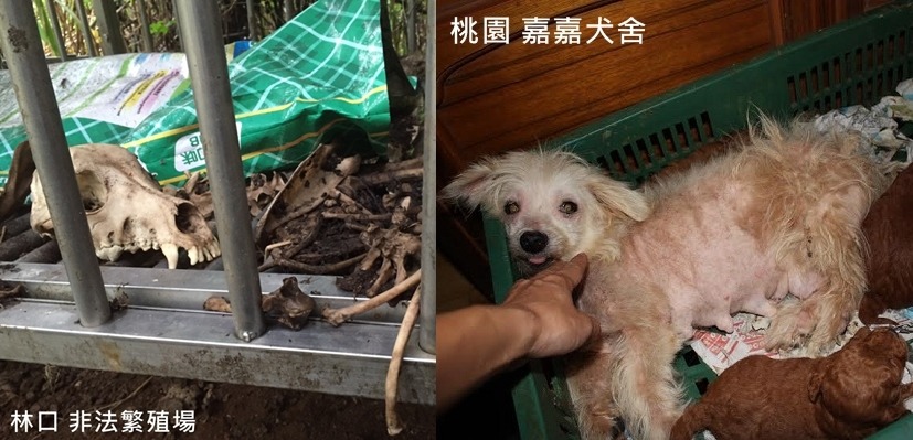 圖左為2015年破獲的林口非法繁殖場，現場有數隻病危品種犬，還有數具白骨。圖右為2014年破獲的嘉嘉犬舍，其中嘉嘉犬舍甚至是合法繁殖場，但繁殖條件十分惡劣。　資料照。桃園市推廣動物保護協會、台灣動物社會研究會/提供