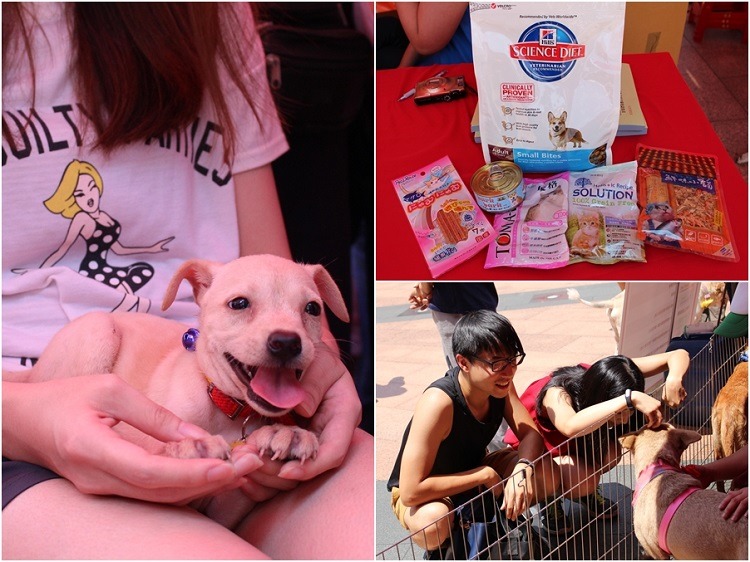 認養嫁妝(右上)由愛心廠商提供，可愛的小狗吸引了不少人的目光。　黃靖雅/攝