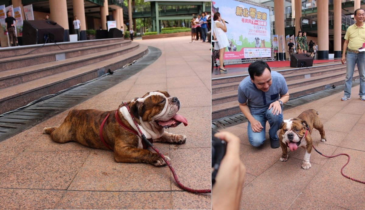 新北市長朱立倫蹲下與狗狗「親密接觸」，但似乎因為天氣實在太熱，狗狗對市長實在興致缺缺。　黃靖雅/攝