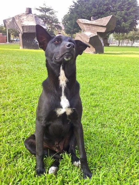 成大校犬「黑boy」日前找到領養人了! 成大流浪動物志工隊/提供‧許博凱/攝
