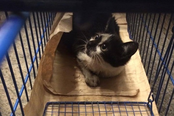 缺一角團隊接獲學姊通報，前往板橋救援浪貓。　KIGAH x缺一角/提供