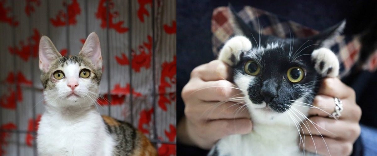 台北市支持流浪貓絕育計畫協會預計送養的貓咪。台北市支持流浪貓絕育計畫協會/提供