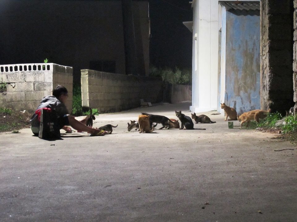 圖中親人的貓比較好抓，要抓到大魔王貓可是非常費時費力呢！　取自駐紮任務 TNvR Mission Camp