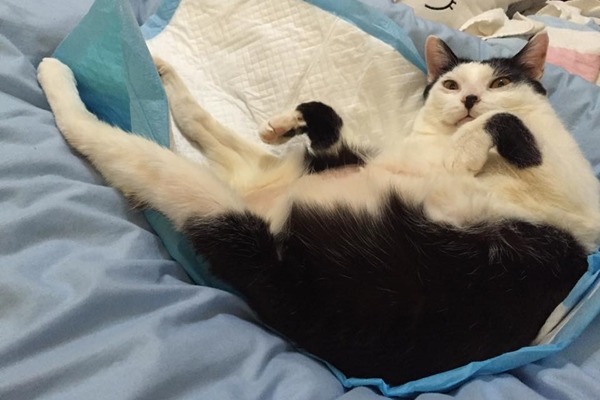 圓圓的情況已經穩定了,只是尿液中仍有血絲,需要定期回診。 顧珮蓁/提供