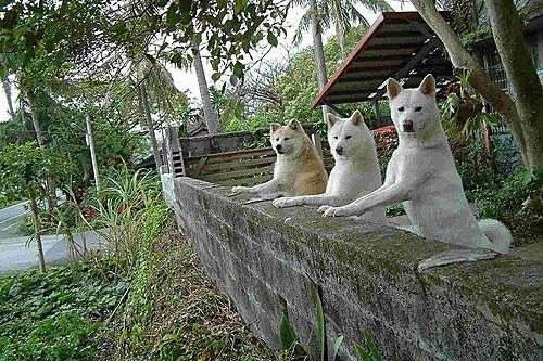 友希子（中）花了半年時間才和家中兩隻狗狗打成一片。　溫嘉楷/提供