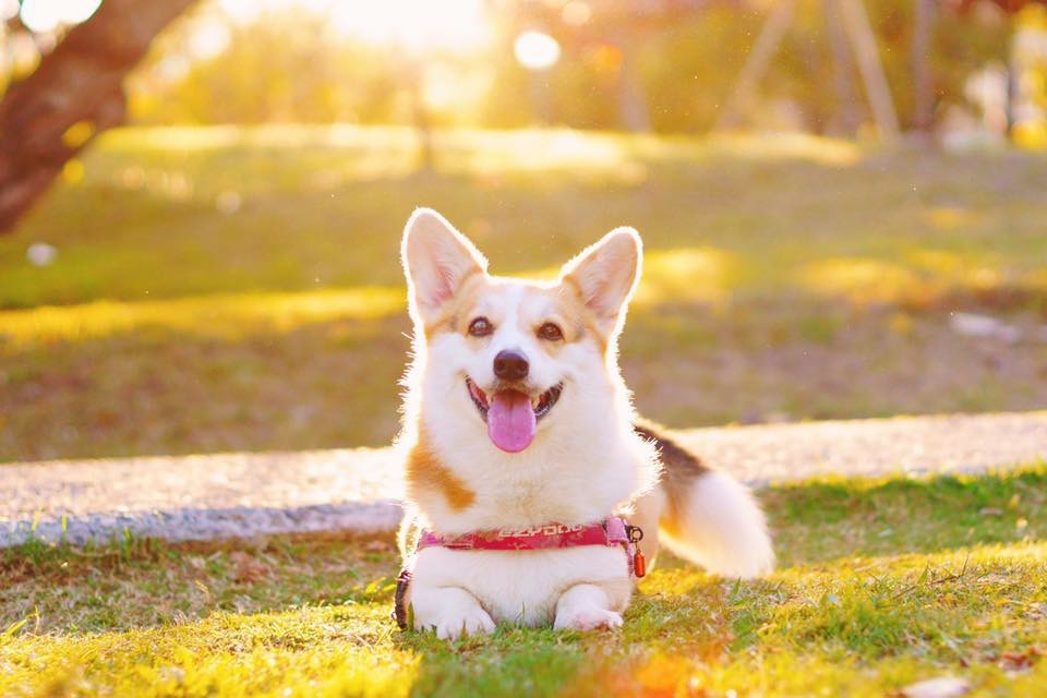 看到噗卡美麗的尾巴了嗎？　取自有尾巴的柯基噗卡與嘎魯喵 Corgi Pucca & Garu Miao