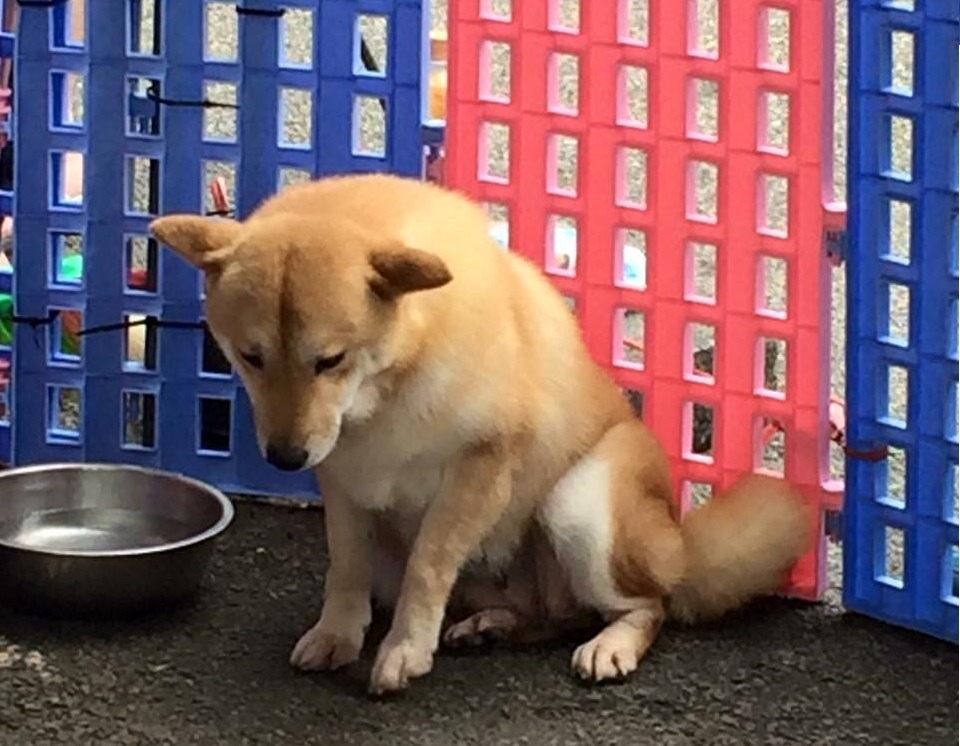 Hachi在送養會當天不像其他犬隻那般興奮,反而垂頭喪氣的,看起來很緊張。 Gean Yan/提供