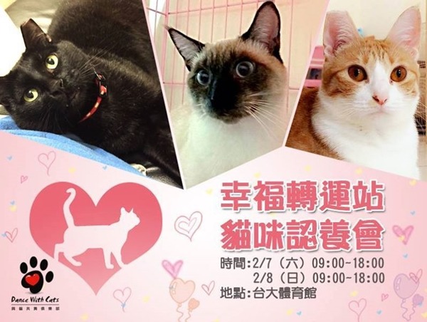 除了品種貓和參賽米克斯貓，流浪貓咪也需要你的關注！　TICA與貓共舞俱樂部/提供