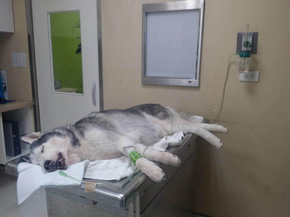 Aco施打鎮定劑後沉沉睡去，疲憊的樣貌讓人心疼。　安德烈/提供