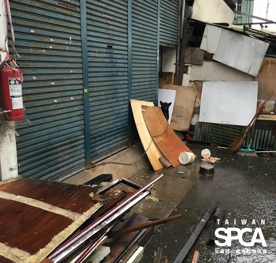 圖中小黑狗長時間被鍊養在不良環境，且無乾淨飲水、食物。　取自台灣防止虐待動物協會