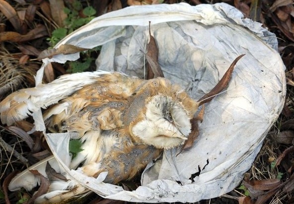 這隻倉鴞被天燈纏繞，被發現時已經死亡。　取自RSPCA