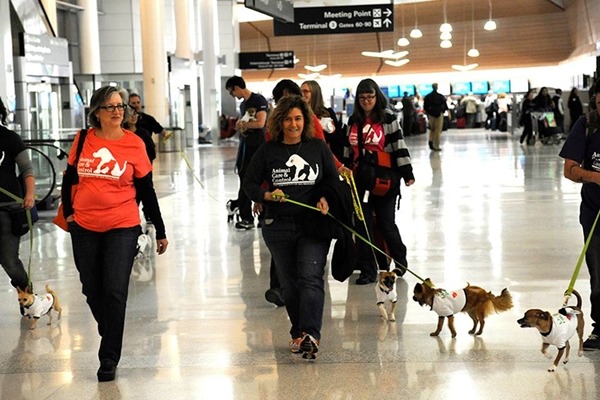 上周二(17日)有12名乘客護送12隻吉娃娃,從加州搭飛機到東岸。 取自Virgin America