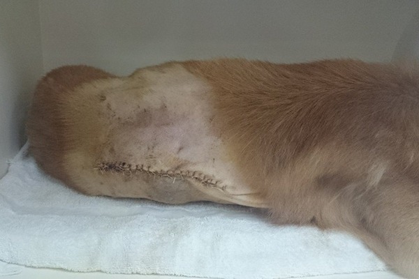 起步走於12月3日接受手術，因腫瘤旁的組織也受到感染，獸醫一併切除，因此傷口比預料中還大。　張洵宜/提供