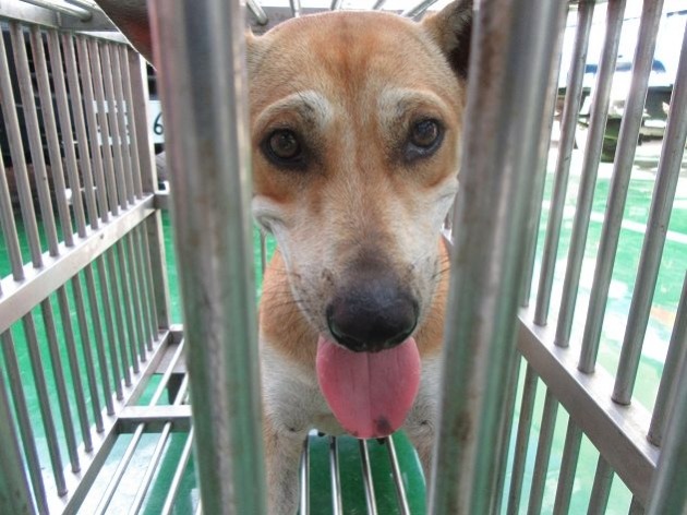 小黃狗入所隔天已被善心民眾領出。　苗栗縣動物保護防疫所/提供
