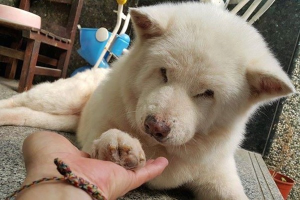 花蓮有隻16歲的秋田犬，飼主溫嘉楷透過臉書幫牠尋找原飼主，1個小時內就得到好消息。　溫嘉楷/提供