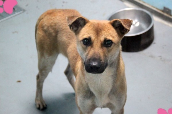 心絲蟲治療過程複雜,即使痊癒也有可能影響心肺功能,預防勝於治療。 取自臺北市動物之家心絲蟲犬專區