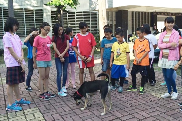 校犬計劃不只讓浪浪有處容身，更是生命教育的活教材。超仁現在是大仁國中動物保護社的助教犬。　取自「大仁國中校犬專區」