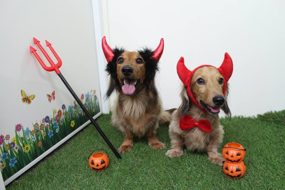 小賴(右)和小乙(左)這麼認真的賣萌，讓人看了心情都好起來了。　陣小姐/提供