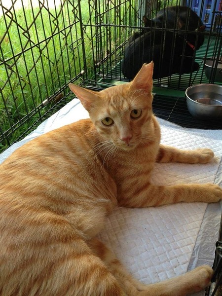 愛滋貓「成大小橘」5歲了,你會成為牠的歸屬嗎? 成大流浪動物志工隊/提供